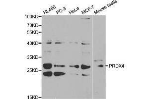 Western blot analysis of extracts of various cell lines, using PRDX4 antibody (ABIN5970695) at 1/1000 dilution. (Peroxiredoxin 4 antibody)
