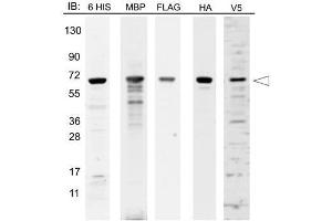 Western blot of 12-Epitope Tag Protein Marker lysate.
