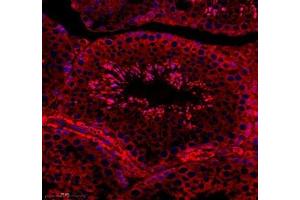 Immunofluorescence of paraffin embedded mouse testis using C1orf173 (ABIN7074073) at dilution of 1: 650 (350x lens) (Glutamate-Rich Protein 3 (ERICH3) antibody)