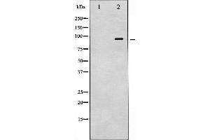 VAV1 antibody  (pTyr174)