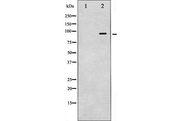 VAV1 antibody  (pTyr174)