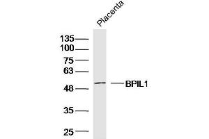 Mouse placenta lysates probed with BPIL1 Polyclonal Antibody, unconjugated  at 1:300 overnight at 4°C followed by a conjugated secondary antibody for 60 minutes at 37°C. (BPIL1 antibody  (AA 1-100))