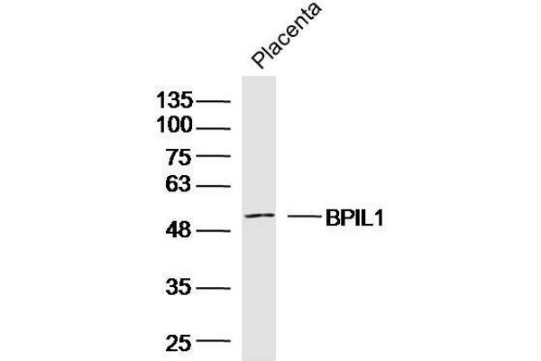 BPIL1 抗体  (AA 1-100)