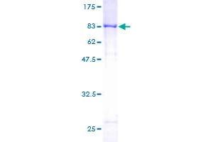 LGALS3BP Protein (AA 1-585) (GST tag)