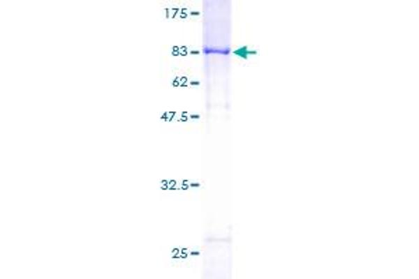 LGALS3BP Protein (AA 1-585) (GST tag)