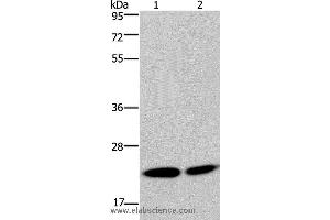 Western blot analysis of Hela and Jurkat cell, using NPM3 Polyclonal Antibody at dilution of 1:300 (NPM3 antibody)