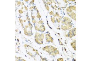 Immunohistochemistry of paraffin-embedded human stomach using MLN antibody. (Motilin antibody)