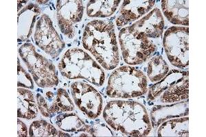 Immunohistochemistry (IHC) image for anti-Mitochondrial Translational Release Factor 1-Like (MTRF1L) antibody (ABIN1498694) (MTRF1L antibody)