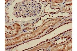Immunohistochemistry of paraffin-embedded human kidney tissue using ABIN7169304 at dilution of 1:100 (PPP1CA antibody  (Catalytic Subunit))
