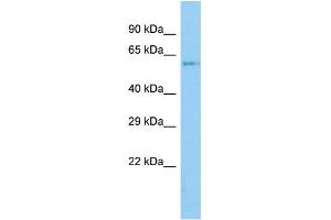 Host:  Rabbit  Target Name:  Zkscan6  Sample Type:  Mouse Stomach lysates  Antibody Dilution:  1. (ZNF18 antibody  (C-Term))