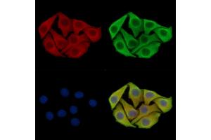 ABIN7096610 and ABIN7100674 staining Hela cells by IF/ICC. (PPP1R12C antibody)
