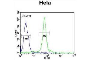 Flow cytometric analysis of Hela cells using CTDSPL Antibody (N-term) Cat. (CTDSPL antibody  (N-Term))