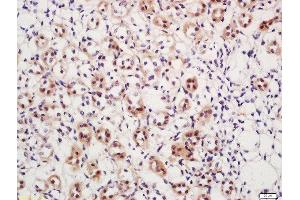 Formalin-fixed and paraffin embedded mouse kidney labeled with Rabbit Anti-DAXX (Ser517) Polyclonal Antibody (ABIN757687) at 1:200 followed by conjugation to the secondary antibody and DAB staining (DAXX antibody  (pSer517))
