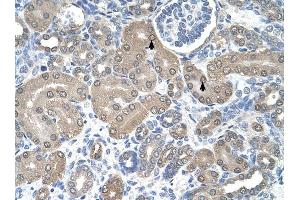 SSR1 antibody was used for immunohistochemistry at a concentration of 4-8 ug/ml to stain Epithelial cells of renal tubule (arrows) in Human Kidney. (SSR1 antibody)