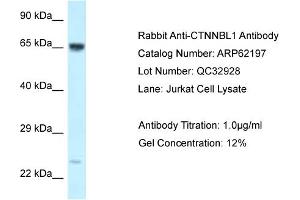 Western Blotting (WB) image for anti-Catenin, beta Like 1 (CTNNBL1) (C-Term) antibody (ABIN970479) (CTNNBL1 antibody  (C-Term))
