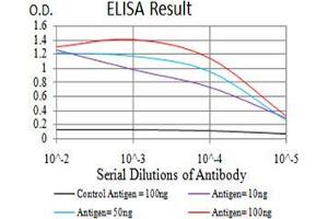 Black line: Control Antigen (100 ng);Purple line: Antigen (10ng); Blue line: Antigen (50 ng); Red line:Antigen (100 ng) (BIN1 antibody  (AA 189-398))