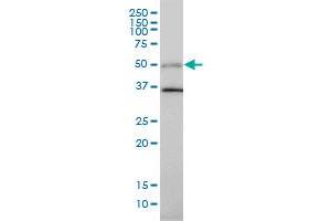 TGFB1I1 antibody  (AA 1-444)