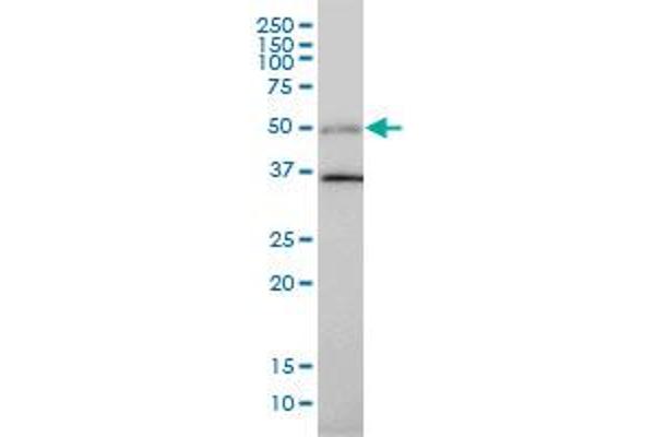TGFB1I1 antibody  (AA 1-444)