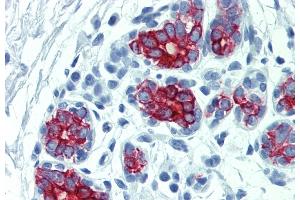 Immunohistochemistry staining of human breast (paraffin-embedded sections) with anti-cytokeratin 7+17 (C-46). (Keratin 7/17 antibody)