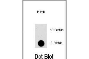 Dot blot analysis of anti-AKT1-p Phospho-specific Pab (Cat. (AKT1 antibody  (pSer473))