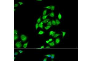 Immunofluorescence analysis of HeLa cells using NFS1 Polyclonal Antibody (NFS1 antibody)