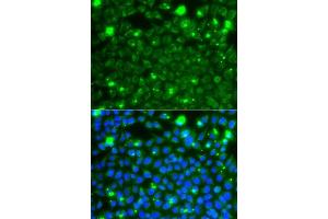 Immunofluorescence analysis of A549 cells using HSPE1 antibody. (HSPE1 antibody  (AA 1-102))