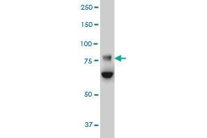 FBXO42 monoclonal antibody (M02), clone 2F10 Western Blot analysis of FBXO42 expression in HeLa . (FBXO42 antibody  (AA 619-717))