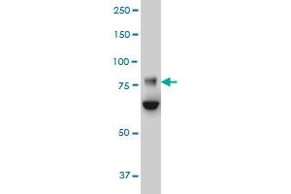 FBXO42 antibody  (AA 619-717)