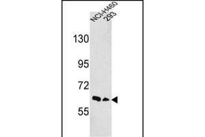 Western blot analysis of hEPHA3- (ABIN391887 and ABIN2841707) in NCI-,293 cell line lysates (35 μg/lane). (EPH Receptor A3 antibody  (N-Term))