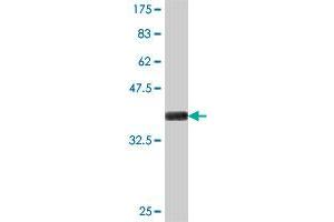 Western Blot detection against Immunogen (37. (ILKAP antibody  (AA 293-392))