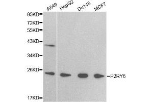 Western blot analysis of extracts of various cell lines, using P2RY6 antibody (ABIN5971321) at 1/500 dilution. (P2RY6 antibody)