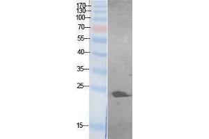 Western Blotting (WB) image for anti-Growth Factor, Augmenter of Liver Regeneration (GFER) (Internal Region) antibody (ABIN3178545) (GFER antibody  (Internal Region))