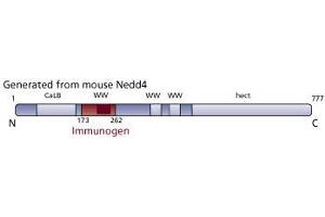 Image no. 3 for anti-Neural Precursor Cell Expressed, Developmentally Down-Regulated 4, E3 Ubiquitin Protein Ligase (NEDD4) (AA 173-262) antibody (ABIN968557)