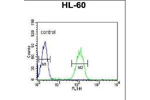 Flow cytometric analysis of HL-60 cells (right histogram) compared to a negative control cell (left histogram). (CA5B antibody  (C-Term))