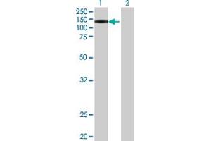 Western Blot analysis of PWP2 expression in transfected 293T cell line by PWP2 MaxPab polyclonal antibody. (PWP2 antibody  (AA 1-919))