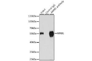 Immunoprecipitation analysis of 200ug extracts of K-562 cells using 3ug ARRB1 antibody.