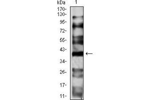 Western blot analysis using CD191 mouse mAb against HepG2 (1) cell lysate. (CCR1 antibody)