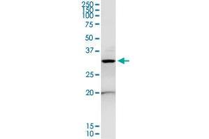 ANXA4 MaxPab rabbit polyclonal antibody. (Annexin IV antibody  (AA 1-321))