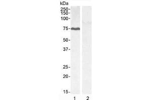 Western blot testing of 1) HEPG2 cell lysate and 2) KLY negative control cell lysate with GADD34 antibody at 0. (GADD34 antibody)