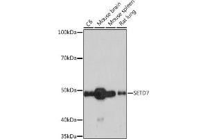 Western blot analysis of extracts of various cell lines, using SETD7 Rabbit mAb (ABIN7270261) at 1:1000 dilution. (SETD7 antibody)