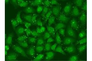 Immunofluorescent analysis of U2OS cells using ABIN7141844 at dilution of 1:100 and Alexa Fluor 488-congugated AffiniPure Goat Anti-Rabbit IgG(H+L). (XBP1 antibody  (AA 1-261))