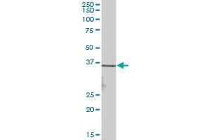 VGLL2 MaxPab polyclonal antibody. (VGLL2 antibody  (AA 1-317))