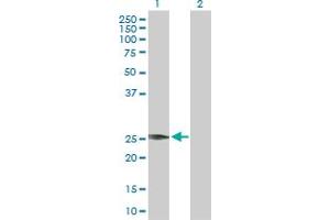 Western Blot analysis of VEGFB expression in transfected 293T cell line by VEGFB MaxPab polyclonal antibody.