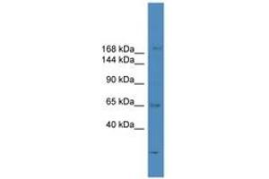 SCAPER antibody  (N-Term)