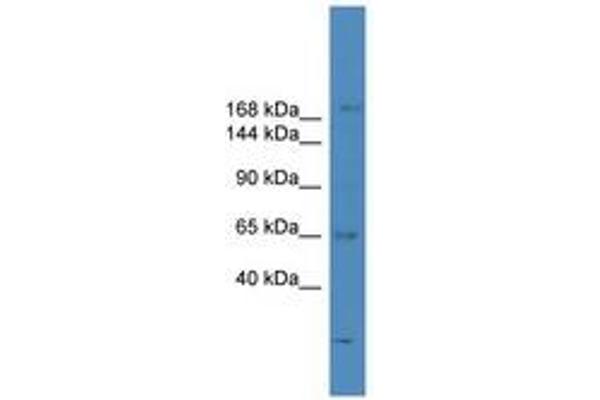 SCAPER antibody  (N-Term)