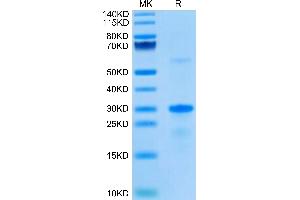 EGFL7 Protein (AA 24-273) (His tag)