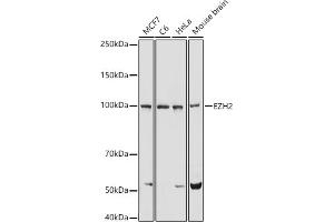 Western blot analysis of extracts of various cell lines, using EZH2 antibody (ABIN6133511, ABIN6140395, ABIN6140399 and ABIN6221414) at 1:1000 dilution. (EZH2 antibody  (AA 1-250))