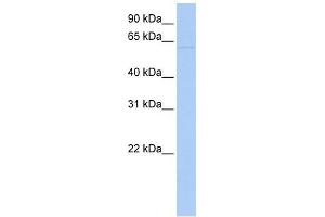 LRRC56 antibody used at 1 ug/ml to detect target protein. (LRRC56 antibody  (N-Term))