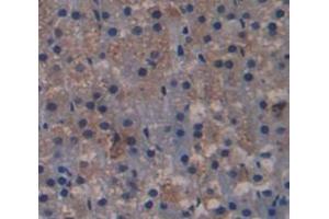 IHC-P analysis of Kidney tissue, with DAB staining. (Endonuclease G antibody  (AA 1-294))