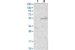 Western blot analysis of Lane 1: Negative control (vector only transfected HEK293T lysate) Lane 2: Over-expression lysate (Co-expressed with a C-terminal myc-DDK tag (~3. (WSB1 antibody)